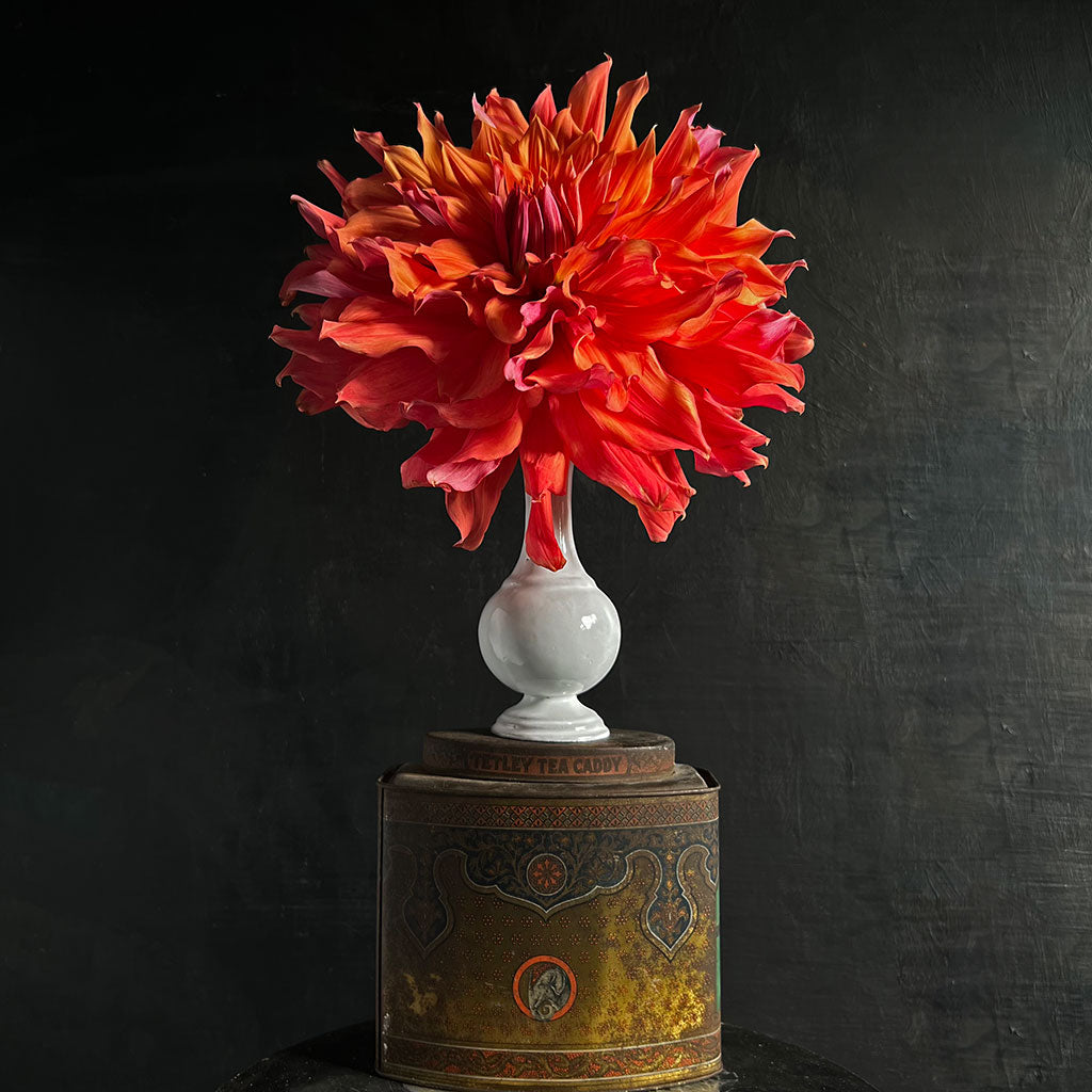 Astier de Villatte Round Colbert Soliflore Vase – PATCH NYC