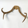Vintage Antlers (set of 2)
