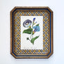 Quamoclit Convolvulus (cypressvine morning glory) - Original Hand-Colored Copperplate Engraving in Vintage Frame