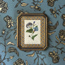 Quamoclit Convolvulus (cypressvine morning glory) - Original Hand-Colored Copperplate Engraving in Vintage Frame