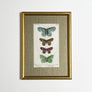 Four Butterflies (Papillons)- Original Hand-Colored French Engraving in Vintage Frame