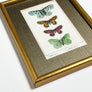 Four Butterflies (Papillons)- Original Hand-Colored French Engraving in Vintage Frame