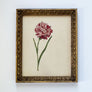 Dianthus Carnation Bloom & Stem Original Vintage Lithograph in Victorian Wood Frame