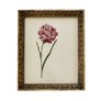 Dianthus Carnation Bloom & Stem Original Vintage Lithograph in Victorian Wood Frame