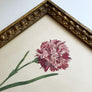 Dianthus Carnation Bloom & Stem Original Vintage Lithograph in Victorian Wood Frame