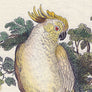 PATCH NYC Crested Cockatoo Fine Art Print