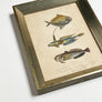 Three Fish Original Hand-Colored Belgian Lithograph in Vintage Frame