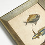Three Fish Original Hand-Colored Belgian Lithograph in Vintage Frame