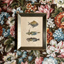 Three Fish Original Hand-Colored Belgian Lithograph in Vintage Frame