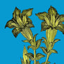 PATCH NYC Lily Blossoms Fine Art Print
