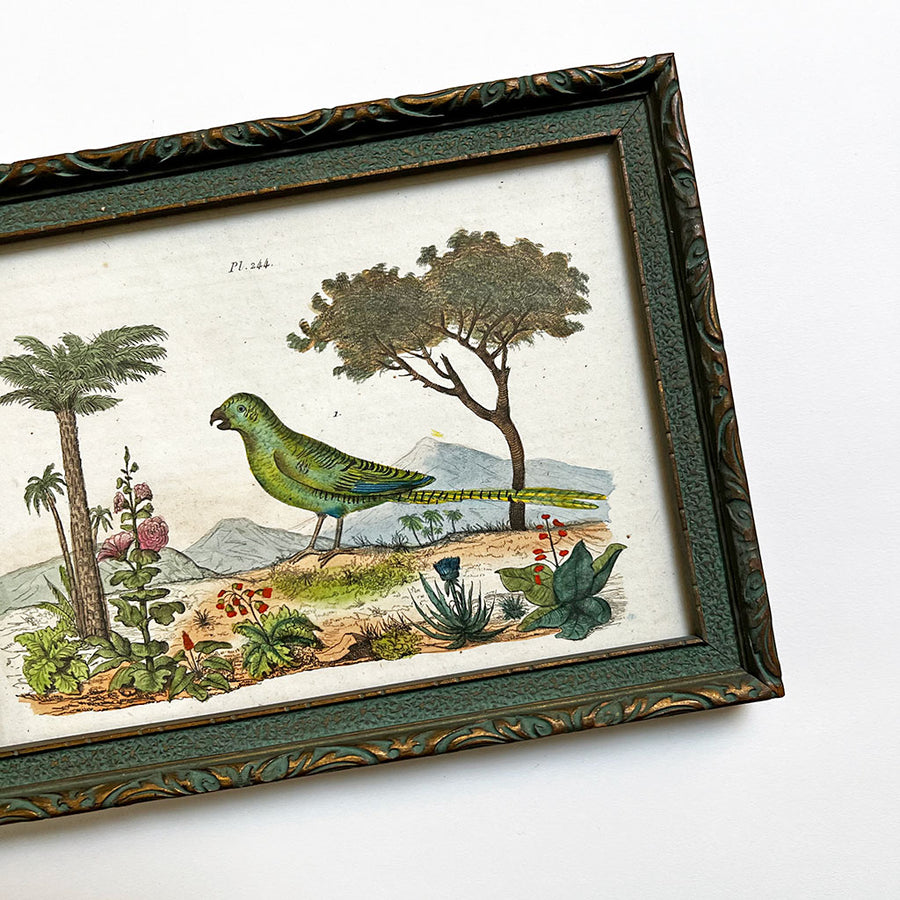 Green Bird in a Landscape Original Hand-Colored French Engraving in Vintage Frame