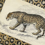 Felis Onca (The Jaguar)- Original Hand-Colored Engraving in Vintage Frame