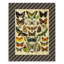 PATCH NYC Mixed Butterfly Specimens (Papillons) Fine Art Print