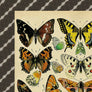 PATCH NYC Mixed Butterfly Specimens (Papillons) Fine Art Print
