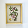 Pommier & Pompadour (apple & Pompadour Contiga)- Original Hand-Colored Engraving in Vintage Frame