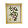 Pommier & Pompadour (apple & Pompadour Contiga)- Original Hand-Colored Engraving in Vintage Frame