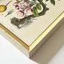 Pommier & Pompadour (apple & Pompadour Contiga)- Original Hand-Colored Engraving in Vintage Frame