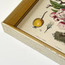 Pommier & Pompadour (apple & Pompadour Contiga)- Original Hand-Colored Engraving in Vintage Frame