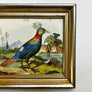 Exotic Bird in a Landscape Original Hand-Colored French Engraving in Vintage Frame