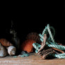 John Ross Still Life with Seashells & Rope Art Print