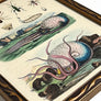 Squid and Insects Original Hand-Colored French Engraving in Vintage Frame