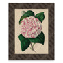 PATCH NYC Striped Camellia Fine Art Print