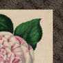 PATCH NYC Striped Camellia Fine Art Print
