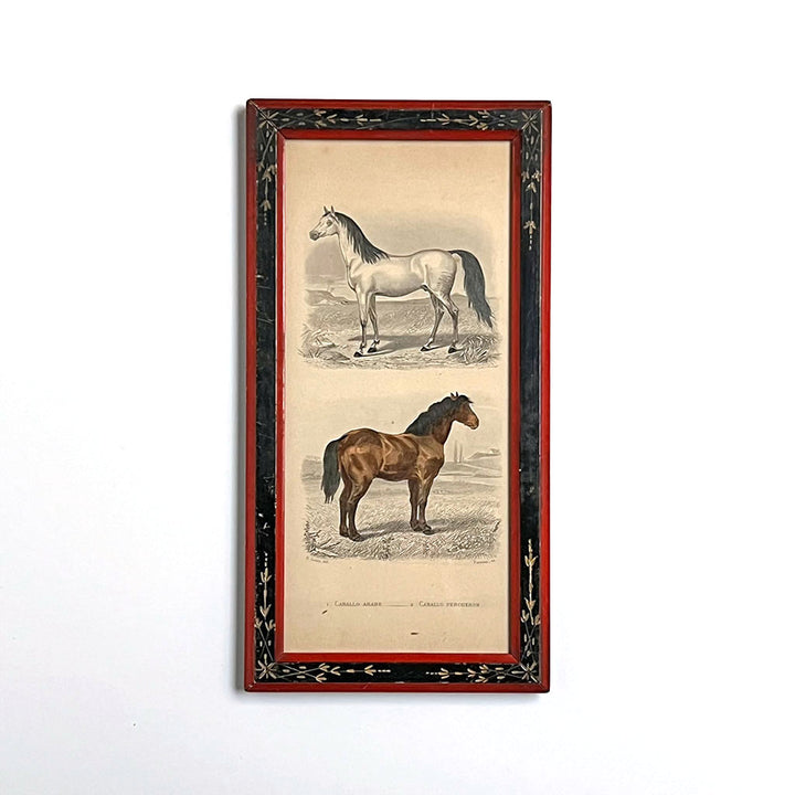 Two Horses (Caballo Arabe & Caballo Percheron) Original Hand-Colored French Engraving  in Vintage Frame