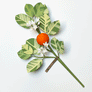 Paper Orange Blossom Stem by The Green Vase