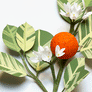 Paper Orange Blossom Stem by The Green Vase