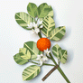Paper Orange Blossom Stem by The Green Vase