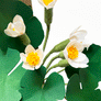 Paper Alpine Strawberry Stem by The Green Vase