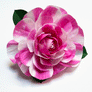 Paper Striped Camellia Stem by The Green Vase