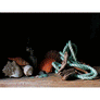John Ross Still Life with Seashells & Rope Art Print