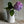 Astier de Villatte Large Rose Pitcher