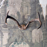 Vintage Antlers (set of 2)
