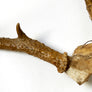 Vintage Antlers (set of 2)