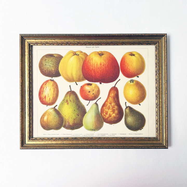 Birnen und Apfel (pears & apples) Original German Lithograph in Vintage Frame