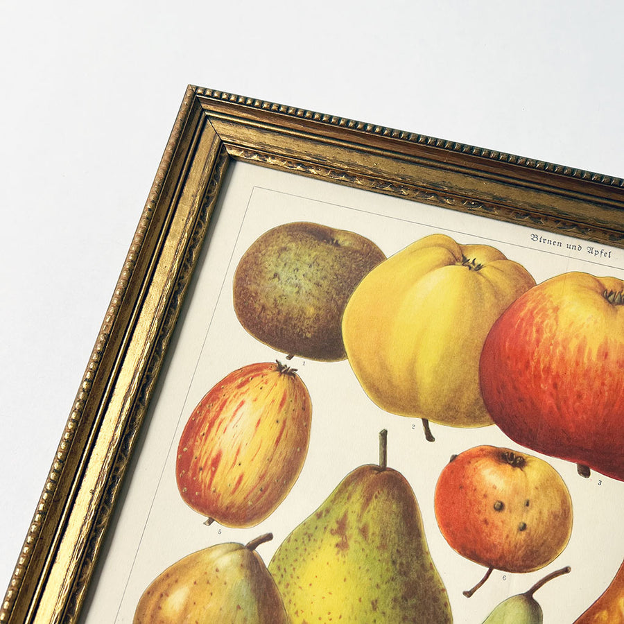 Birnen und Apfel (pears & apples) Original German Lithograph in Vintage Frame