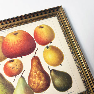 Birnen und Apfel (pears & apples) Original German Lithograph in Vintage Frame