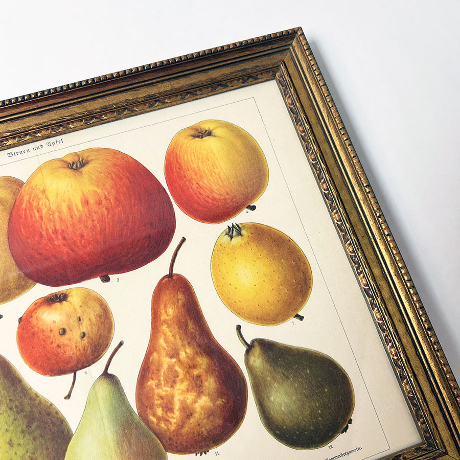 Birnen und Apfel (pears & apples) Original German Lithograph in Vintage Frame