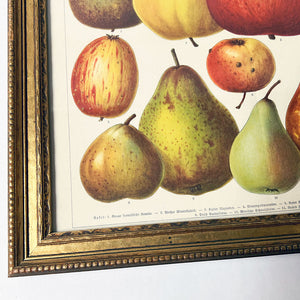 Birnen und Apfel (pears & apples) Original German Lithograph in Vintage Frame