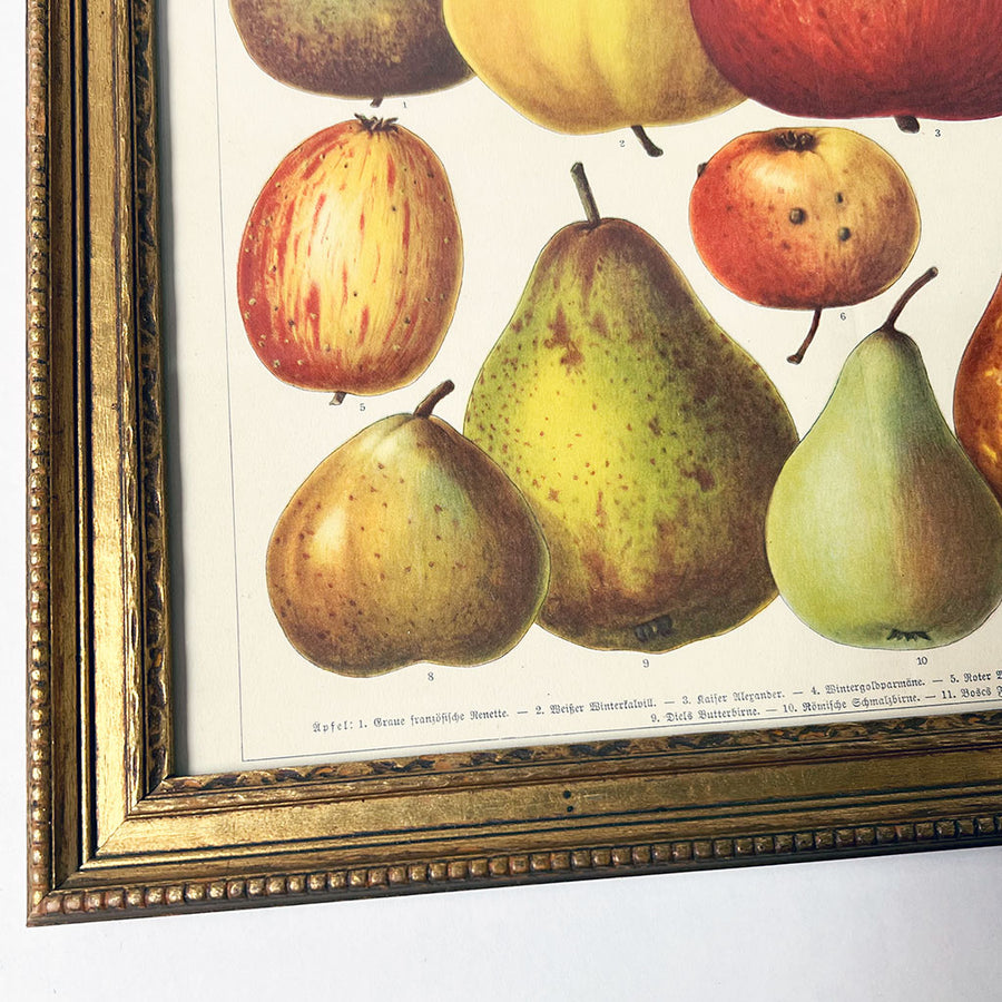 Birnen und Apfel (pears & apples) Original German Lithograph in Vintage Frame