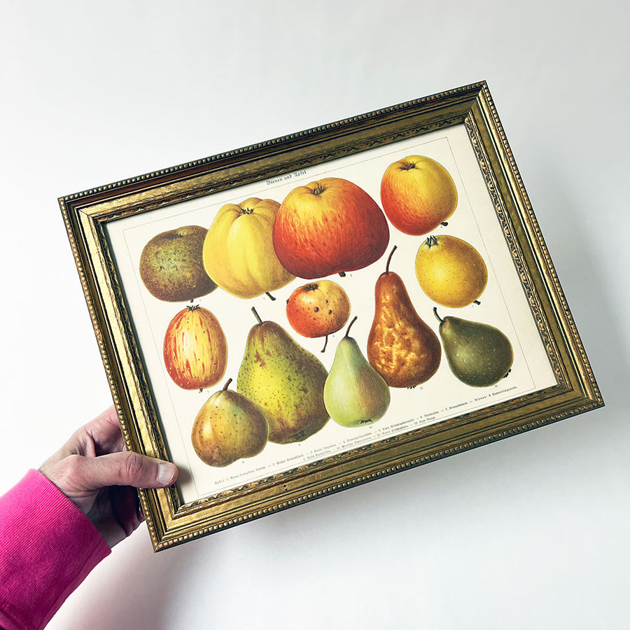 Birnen und Apfel (pears & apples) Original German Lithograph in Vintage Frame
