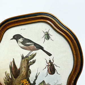 Bird & Beetles Original Hand-Colored French Engraving in Vintage Frame