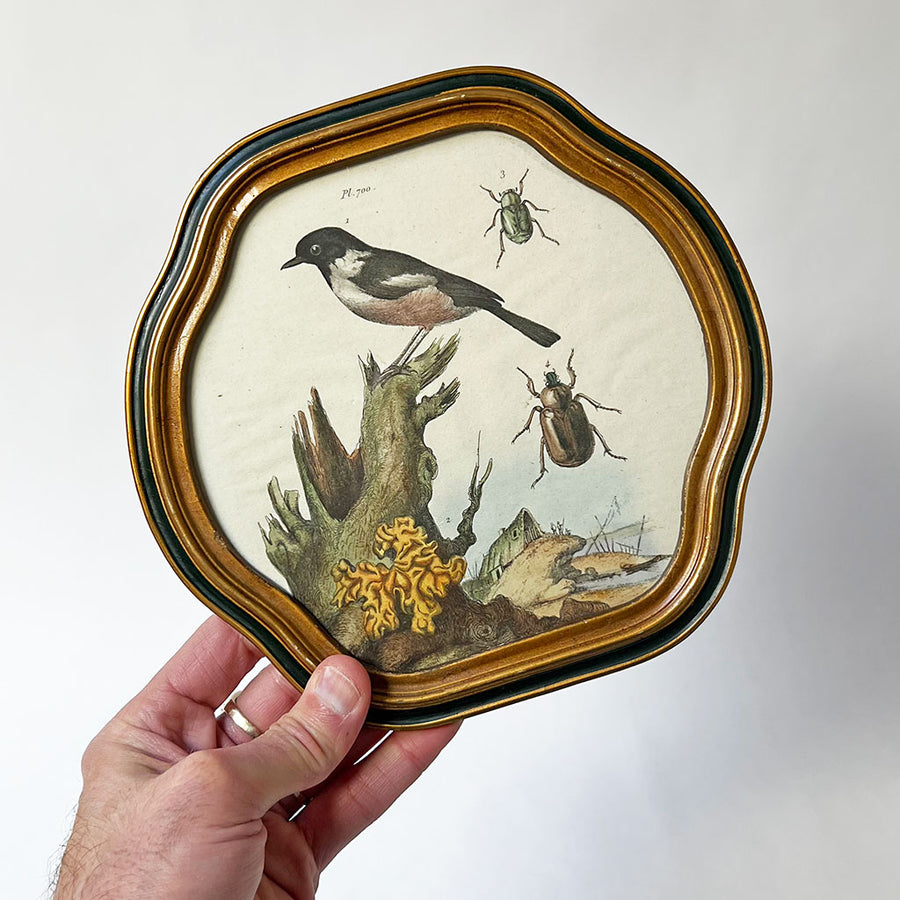 Bird & Beetles Original Hand-Colored French Engraving in Vintage Frame