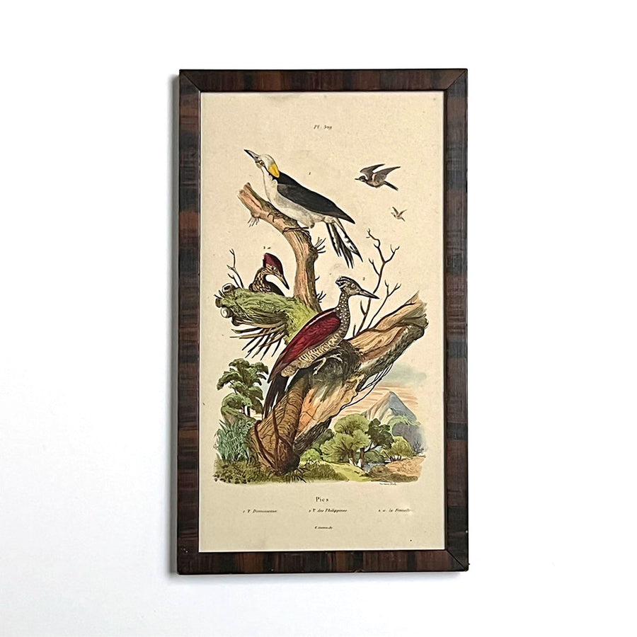 Landscape with Magpies Original Hand-Colored French Engraving in Vintage Frame