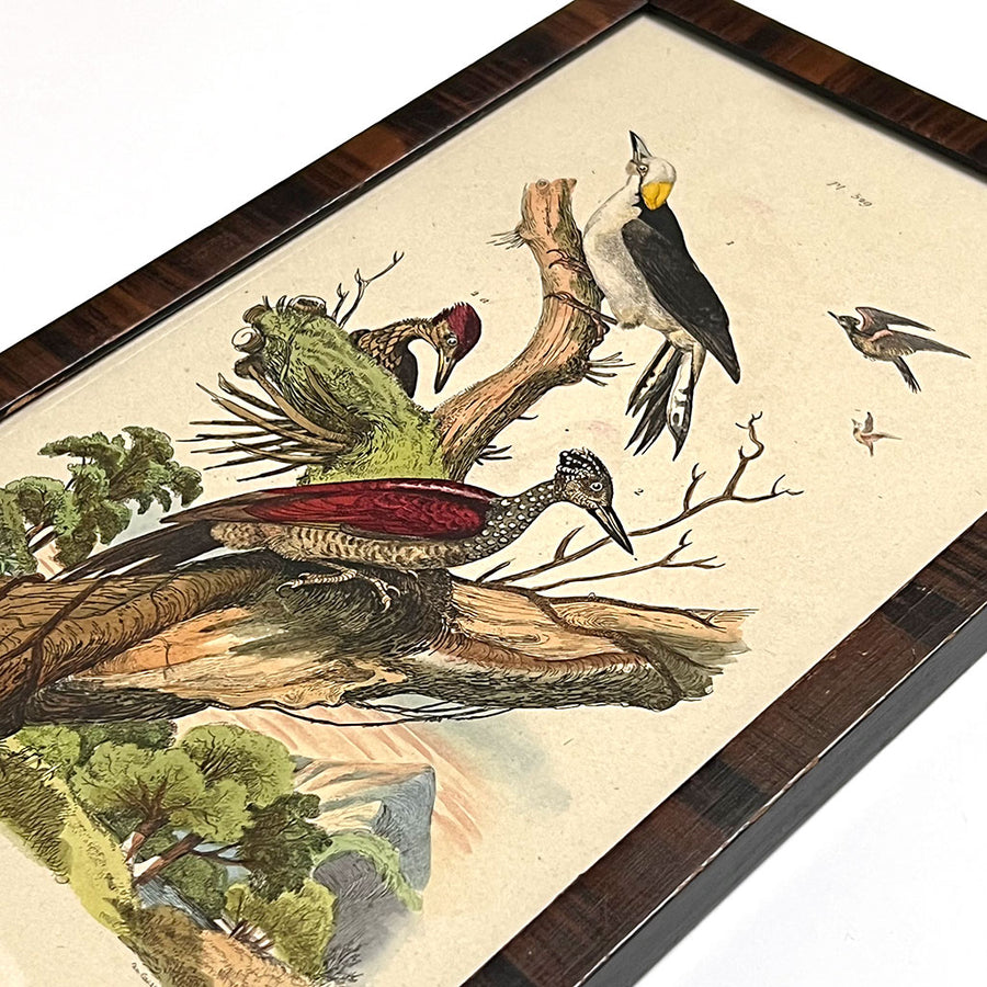 Landscape with Magpies Original Hand-Colored French Engraving in Vintage Frame