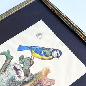 Two Chicadees with Nest and Eggs Original Hand-Colored French Engraving in Vintage Frame