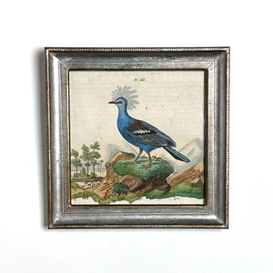 Blue Bird Original Hand-Colored French Engraving Vintage Art